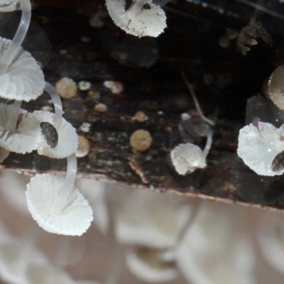 Poduromorpha sp. (order) (Plump Springtails) at Namadgi National Park - 5 Jun 2024 by TimL