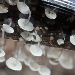 Poduromorpha sp. (order) at Namadgi National Park - 5 Jun 2024