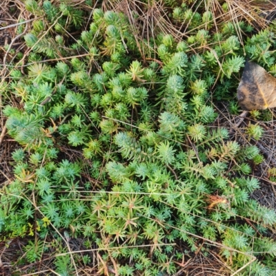 Sedum rupestre (Rocky Stonecrop or Deflexed Stonecrop) at Latham, ACT - 6 Jun 2024 by WalkYonder