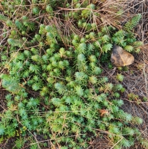 Sedum rupestre at Umbagong District Park - 6 Jun 2024