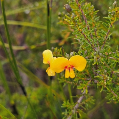 Dillwynia retorta (Heathy Parrot-Pea) at Ku-Ring-Gai Chase, NSW - 6 Jun 2024 by MatthewFrawley