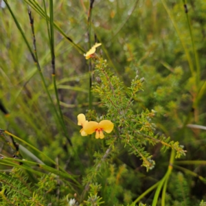 Dillwynia retorta at Ku-ring-gai Chase National Park - 6 Jun 2024 10:00 AM