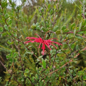 Grevillea speciosa at Ku-ring-gai Chase National Park - 6 Jun 2024