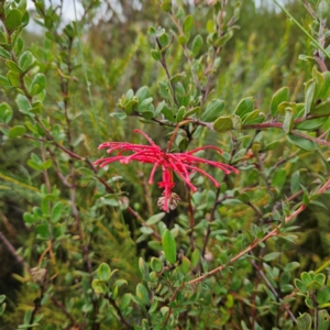 Grevillea speciosa at Ku-ring-gai Chase National Park - 6 Jun 2024 10:06 AM