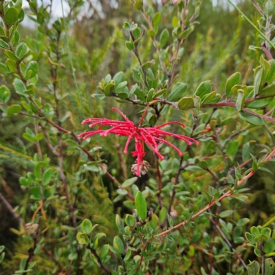Grevillea speciosa (Red Spider Flower) at Ku-ring-gai Chase National Park - 6 Jun 2024 by MatthewFrawley