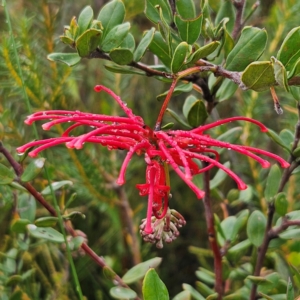 Grevillea speciosa at Ku-ring-gai Chase National Park - 6 Jun 2024