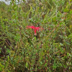 Grevillea speciosa at Ku-ring-gai Chase National Park - 6 Jun 2024