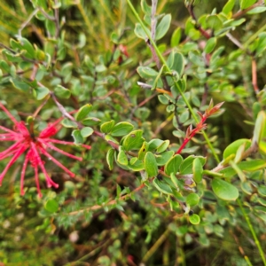 Grevillea speciosa at Ku-ring-gai Chase National Park - 6 Jun 2024