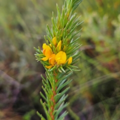 Phyllota phylicoides (Heath Phyllota) at Ku-Ring-Gai Chase, NSW - 6 Jun 2024 by MatthewFrawley