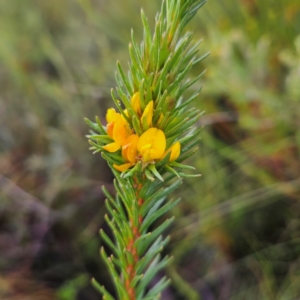 Phyllota phylicoides at Ku-ring-gai Chase National Park - 6 Jun 2024