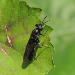 Hermetia illucens (American Soldier Fly) at Conder, ACT - 1 Jan 2024 by michaelb