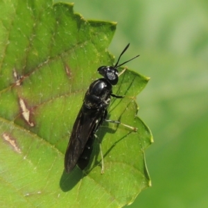 Hermetia illucens at Pollinator-friendly garden Conder - 1 Jan 2024