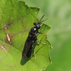 Hermetia illucens (American Soldier Fly) at Conder, ACT by michaelb