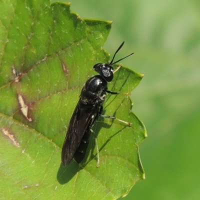 Hermetia illucens (American Soldier Fly) at Pollinator-friendly garden Conder - 1 Jan 2024 by michaelb