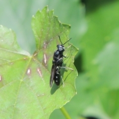 Hermetia illucens at Pollinator-friendly garden Conder - 1 Jan 2024