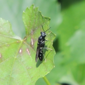 Hermetia illucens at Pollinator-friendly garden Conder - 1 Jan 2024