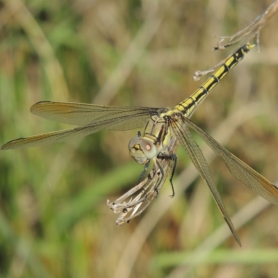 Orthetrum caledonicum (Blue Skimmer) at Pollinator-friendly garden Conder - 1 Jan 2024 by michaelb