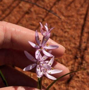 Wurmbea deserticola at Lake Mackay, NT - 14 May 2024