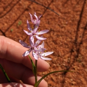 Wurmbea deserticola at Lake Mackay, NT - 14 May 2024