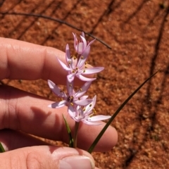 Wurmbea deserticola at Lake Mackay, NT - 14 May 2024