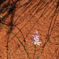 Wurmbea deserticola at Lake Mackay, NT - 14 May 2024
