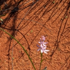 Wurmbea deserticola at Lake Mackay, NT - 14 May 2024 10:28 AM