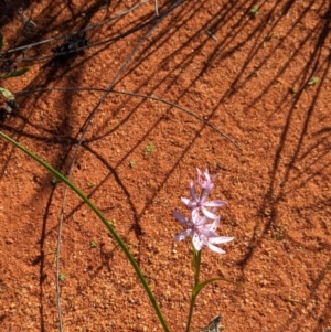 Wurmbea deserticola at Lake Mackay, NT - 14 May 2024