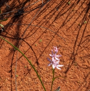 Wurmbea deserticola at Lake Mackay, NT - 14 May 2024 10:28 AM