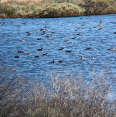 Anas gracilis (Grey Teal) at Newhaven Wildlife Sanctuary - 14 May 2024 by Darcy