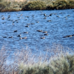 Anas gracilis at Lake Mackay, NT - 14 May 2024