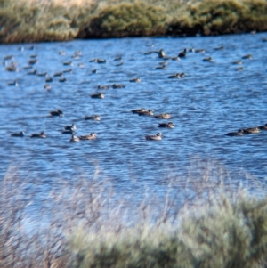 Anas gracilis at Lake Mackay, NT - 14 May 2024