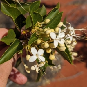 Clerodendrum floribundum at Lake Mackay, NT - 14 May 2024