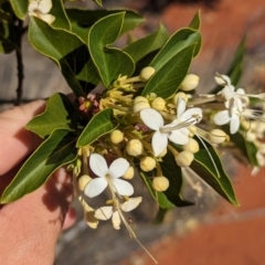 Clerodendrum floribundum at Lake Mackay, NT - 14 May 2024 11:32 AM