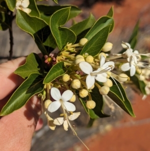 Clerodendrum floribundum at Lake Mackay, NT - 14 May 2024