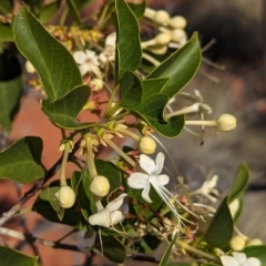 Clerodendrum floribundum at Lake Mackay, NT - 14 May 2024 11:32 AM
