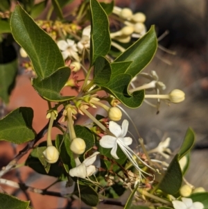 Clerodendrum floribundum at Lake Mackay, NT - 14 May 2024