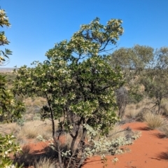 Clerodendrum floribundum at Lake Mackay, NT - 14 May 2024