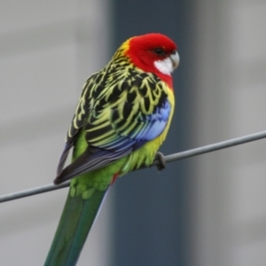 Platycercus eximius (Eastern Rosella) at Higgins, ACT by AlisonMilton