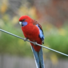 Platycercus elegans (Crimson Rosella) at Higgins, ACT - 11 Jun 2006 by AlisonMilton