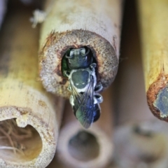 Megachile punctata at Keiraville, NSW - 31 Jan 2022 by PaperbarkNativeBees