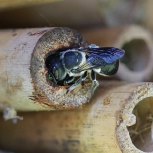 Megachile punctata at Keiraville, NSW - 1 Feb 2022 10:00 AM