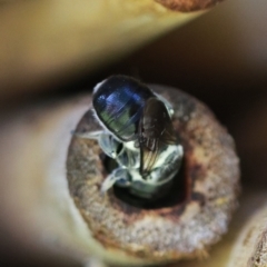 Megachile punctata at Keiraville, NSW - 1 Feb 2022 10:00 AM