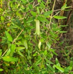 Correa glabra (Rock Correa) at Aranda, ACT - 6 Jun 2024 by WalkYonder