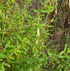 Correa glabra at Aranda, ACT - 7 Jun 2024