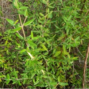 Correa glabra at Aranda, ACT - 7 Jun 2024