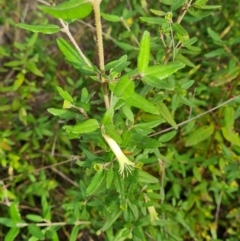 Correa glabra at Aranda, ACT - 7 Jun 2024