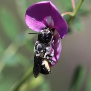 Megachile punctata at Keiraville, NSW - 4 Dec 2020