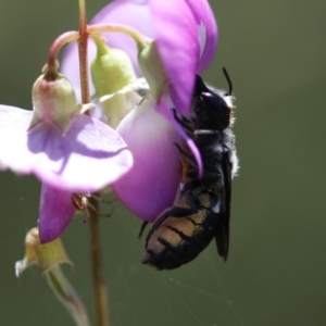 Megachile punctata at Keiraville, NSW - 4 Dec 2020