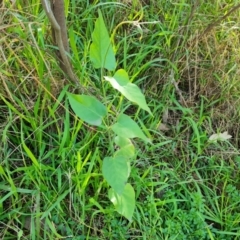 Araujia sericifera (Moth Plant) at O'Malley, ACT - 7 Jun 2024 by Mike