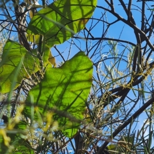 Araujia sericifera at O'Malley, ACT - 7 Jun 2024